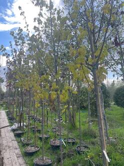 Клен остролистный Принстон Голд (Princeton Gold)