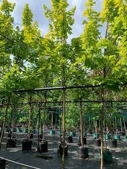 Клен остролистный Принстон Голд (Princeton Gold)