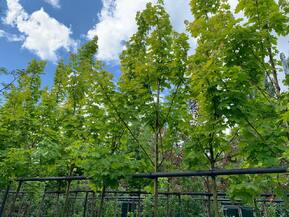 Клен остролистный Принстон Голд (Princeton Gold)