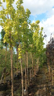 Клен остролистный Принстон Голд (Princeton Gold)