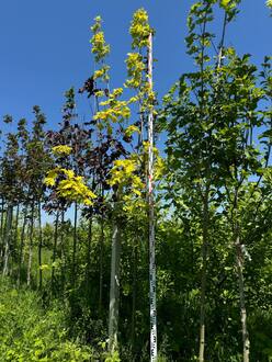 Клен остролистный Принстон Голд (Princeton Gold)