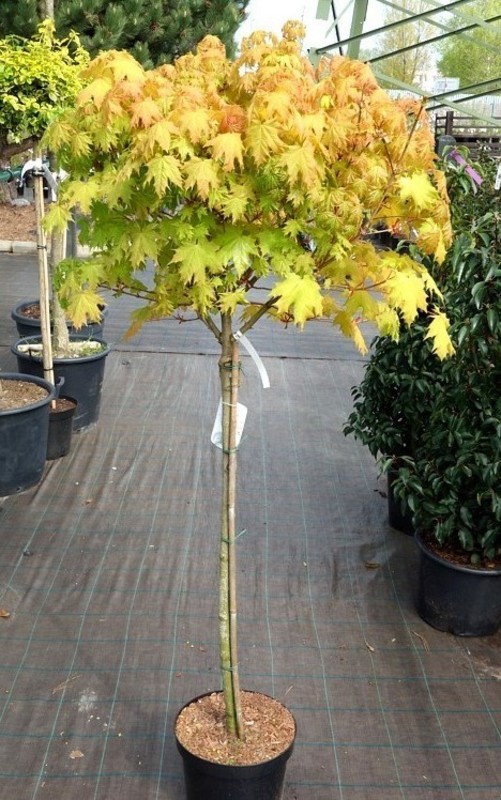 Клён остролистный Голден Глоб (Golden Globe)