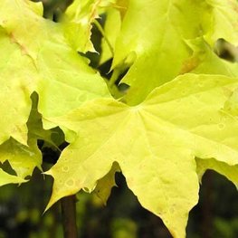 Клён остролистный Голден Глоб (Golden Globe)