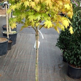 Клён остролистный Голден Глоб (Golden Globe)