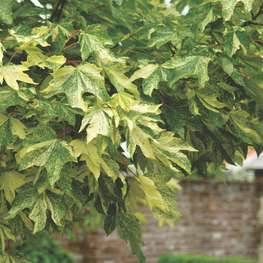 Клён ложноплатановый Леопольди (Leopoldii)