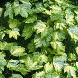 Клён ложноплатановый Леопольди (Leopoldii)