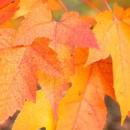 Клен красный Сканлон (Scanlon)