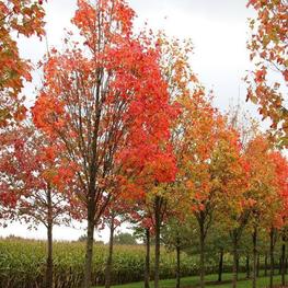 Клен красный Сканлон (Scanlon)