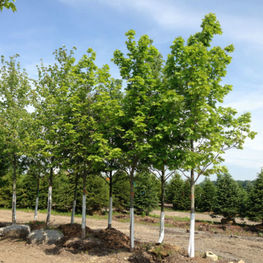 Клен остролистный Суперформ (Superform)