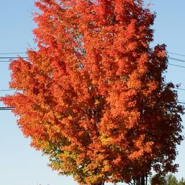 Клен красный Брендивайн (Brandywine)