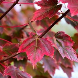 Клен красный Брендивайн (Brandywine)