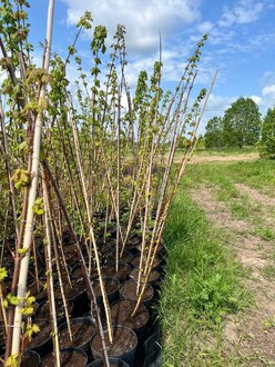 Клен красный Брендивайн (Brandywine)