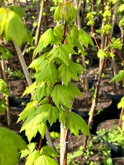 Клен красный Брендивайн (Brandywine)