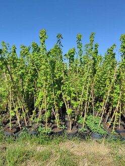 Клен красный Брендивайн (Brandywine)