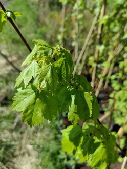 Клен красный Брендивайн (Brandywine)