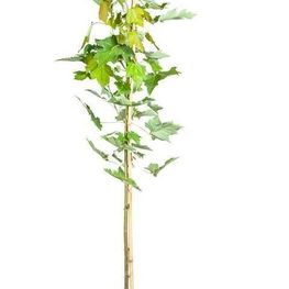 Клён красный Октобер Глори (October Glory)