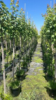 Клён красный Октобер Глори (October Glory)