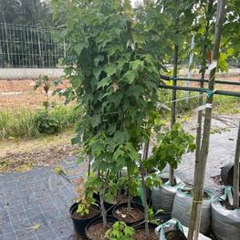 Клён красный Октобер Глори (October Glory)