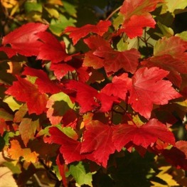 Клён красный Октобер Глори (October Glory)