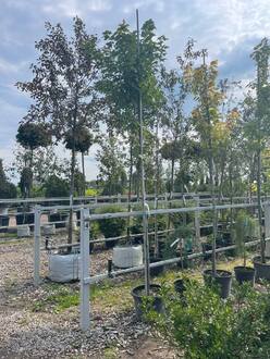 Клён красный Октобер Глори (October Glory)