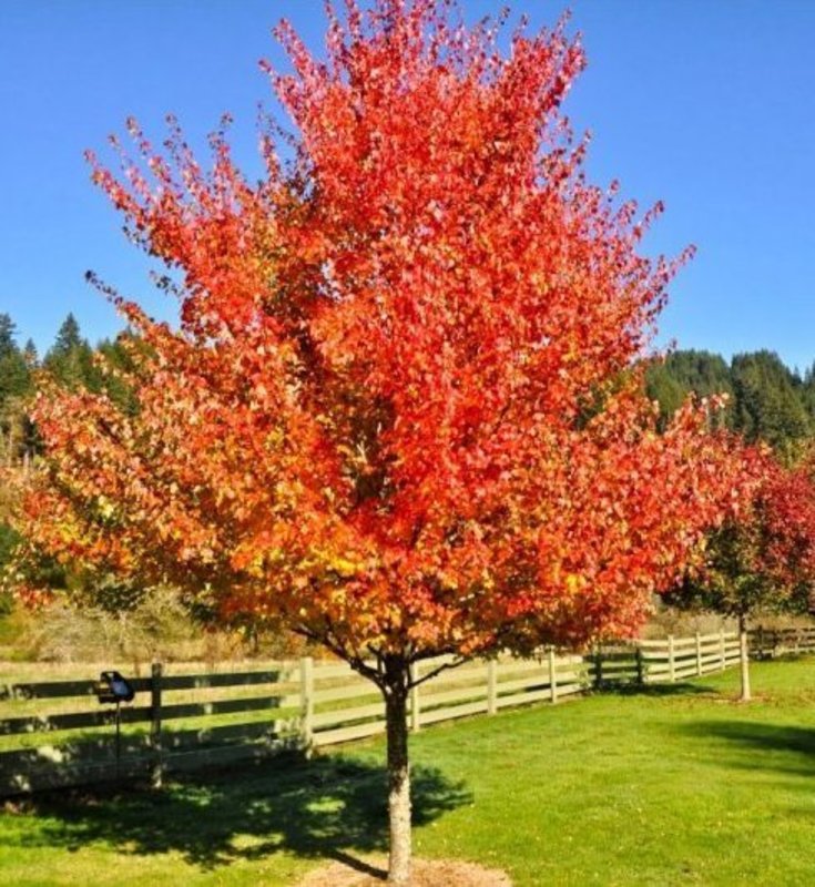 Клен красный Саммер Ред (Summer Red)