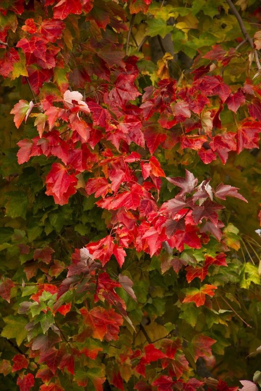 Клен красный Саммер Ред (Summer Red)