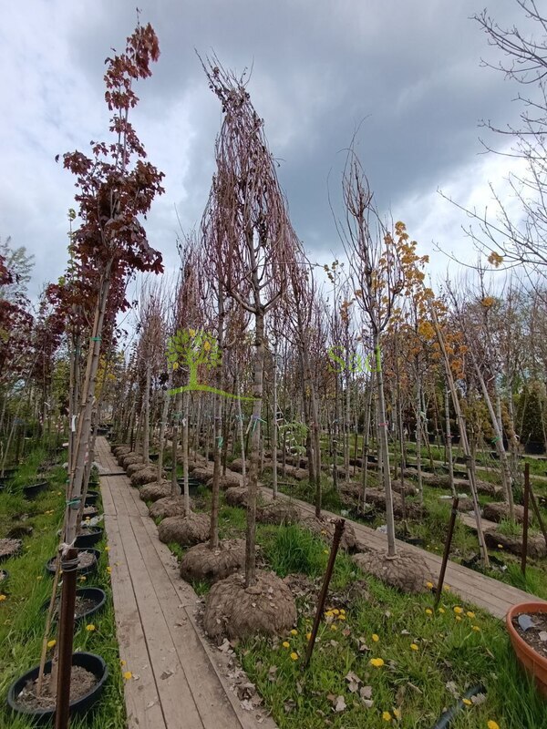 Клен красный Саммер Ред (Summer Red)