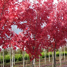 Клен красный 'Summer Red'