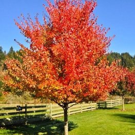 Клен красный Саммер Ред (Summer Red)