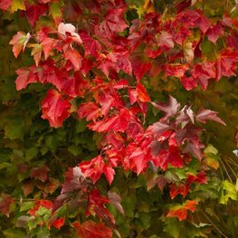 Клен красный Саммер Ред (Summer Red)