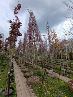 Клен красный Саммер Ред (Summer Red)