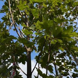 Клен остролистный Олмстед (Olmsted)