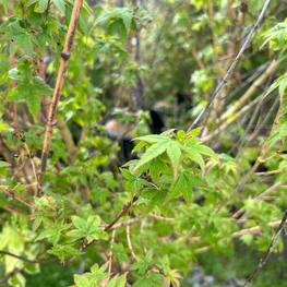 Клен остролистный Олмстед (Olmsted)