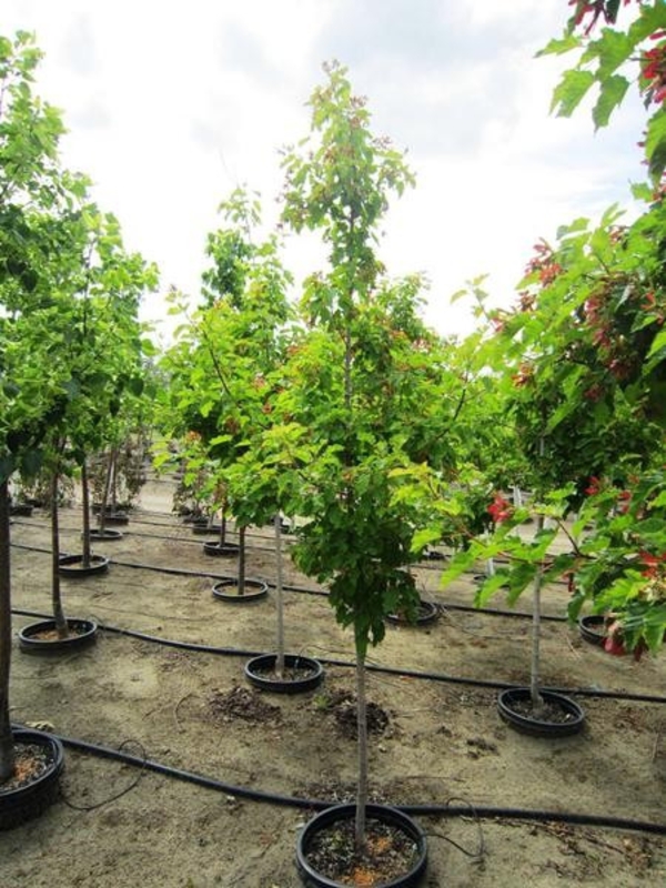 Клен татарский Ацер татарикум (Acer tataricum)