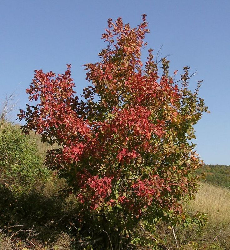Клен татарский Ацер татарикум (Acer tataricum)