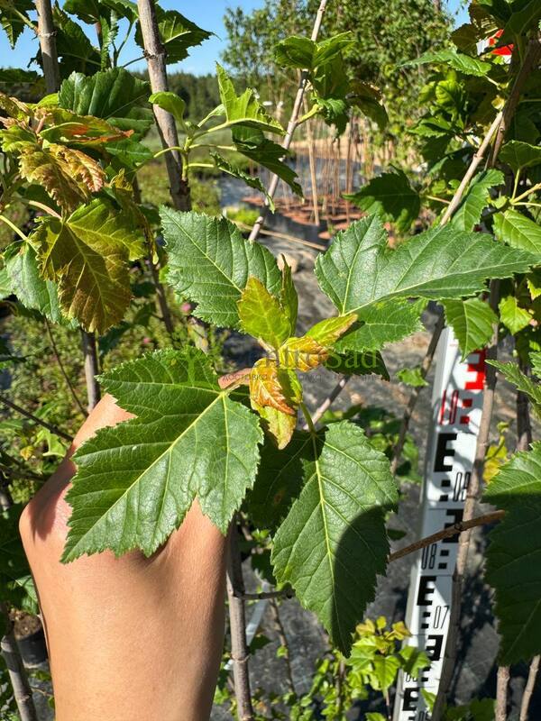 Клен татарский Ацер татарикум (Acer tataricum)