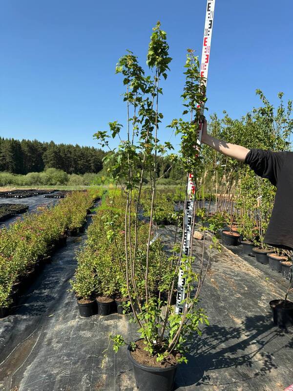 Клен татарский Ацер татарикум (Acer tataricum)