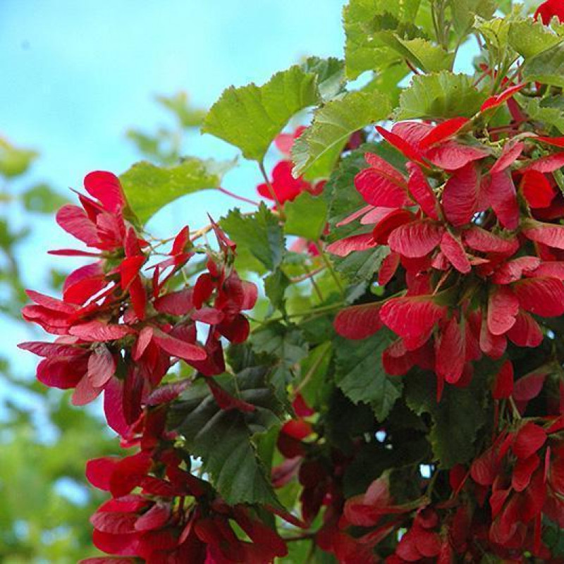 Клен татарский Ацер татарикум (Acer tataricum)