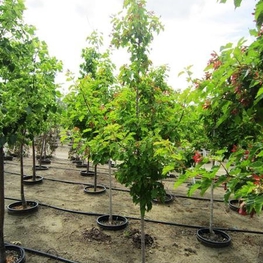 Клен татарский Ацер татарикум (Acer tataricum)