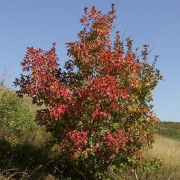 Клен татарский Ацер татарикум (Acer tataricum)