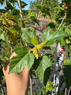 Клен татарский Ацер татарикум (Acer tataricum)