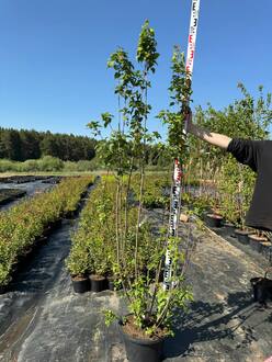 Клен татарский Ацер татарикум (Acer tataricum)