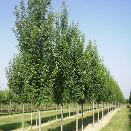 Клен красный Армстронг (Armstrong)