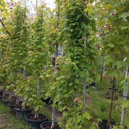 Клен красный Армстронг (Armstrong)