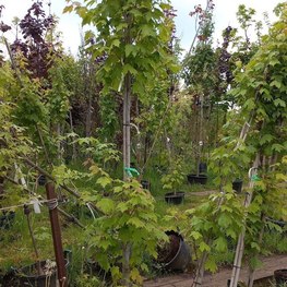 Клен красный Армстронг (Armstrong)