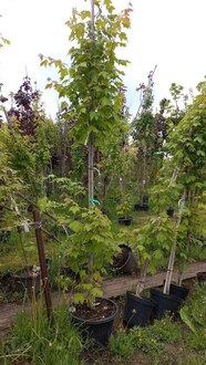 Клен красный Армстронг (Armstrong)