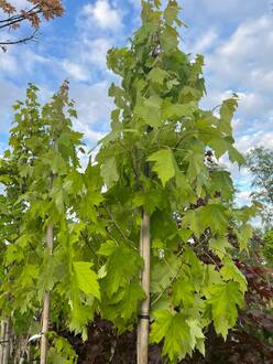 Клен красный Армстронг (Armstrong)