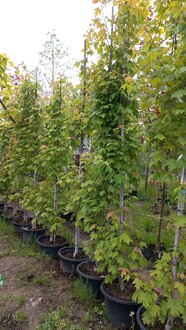 Клен красный Армстронг (Armstrong)