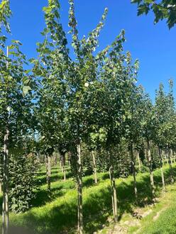 Клен красный Армстронг (Armstrong)