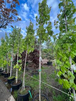 Клен красный Армстронг (Armstrong)